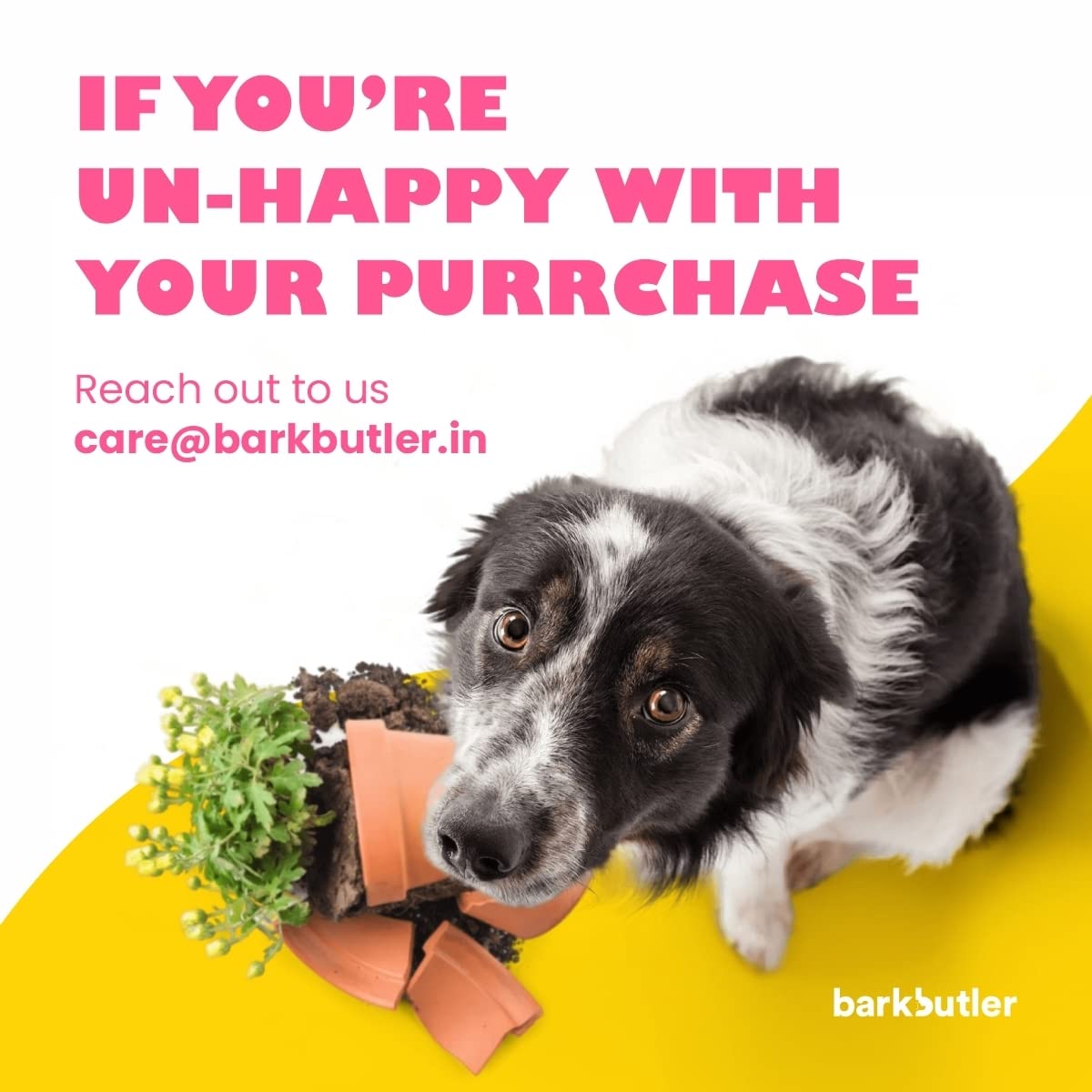 Barkbutler's BOH The Bear Soft Squeaky Plush Dog Toy - Image 6