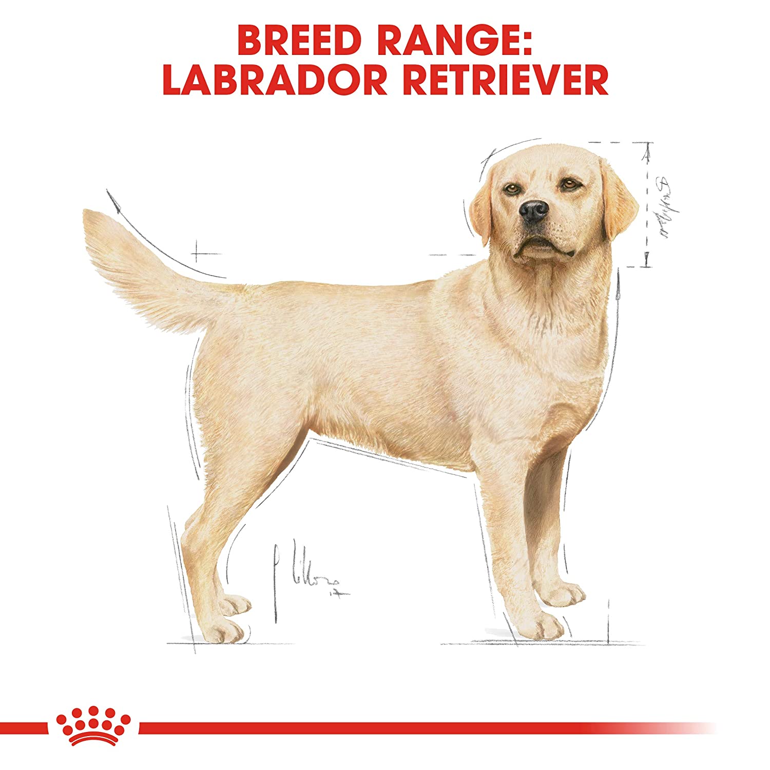 Royal Canin Labrador Adult 12 kg FREE Slow Down Feeder Bowl - Image 6