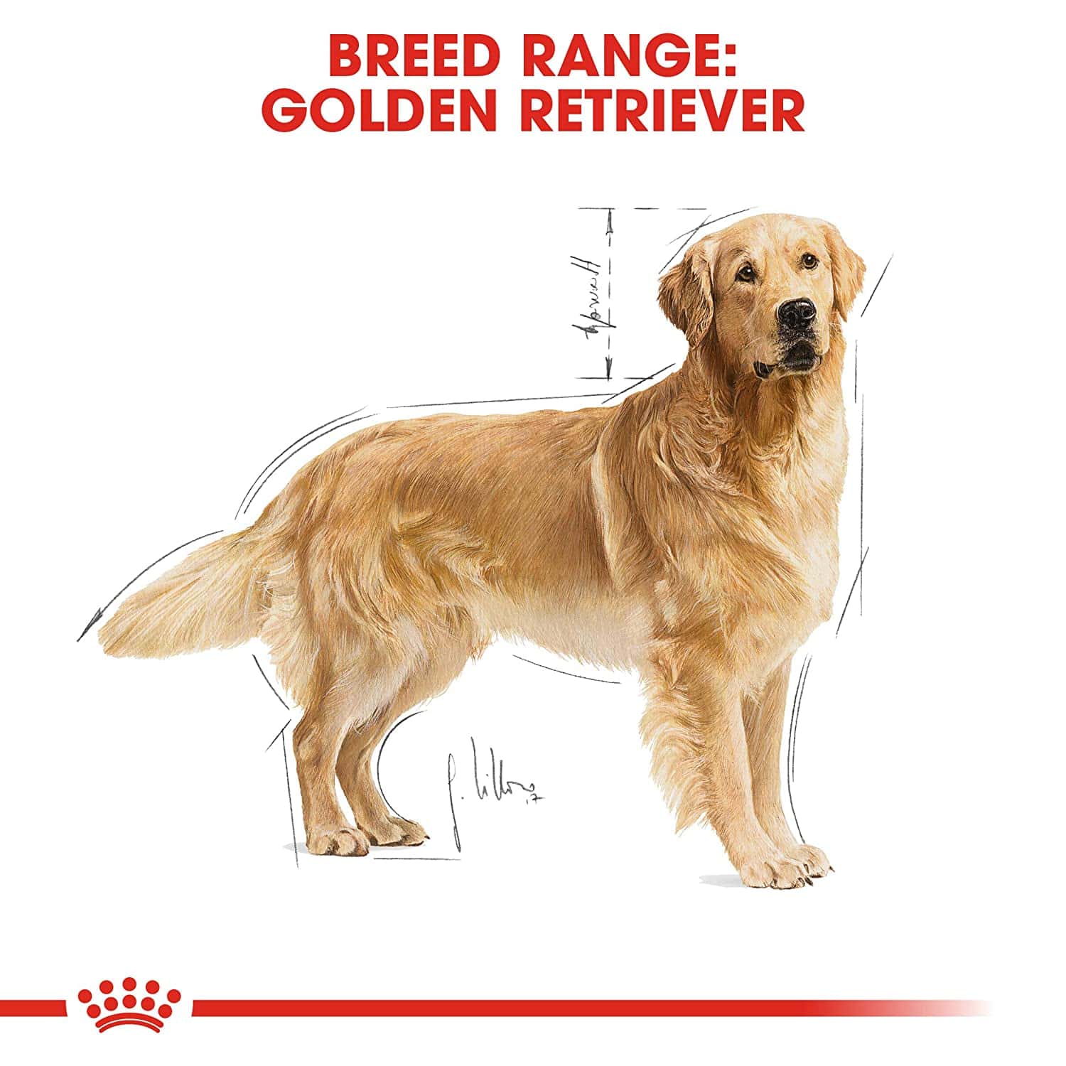 Royal Canin Golden Retriever Adult 12kg - Image 4