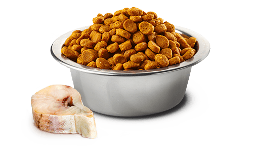 Farmina N&D Grain Free Ocean Codfish & Orange Adult Medium & Maxi Breed - Image 2